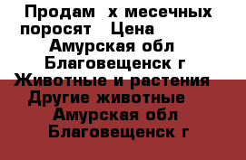 Продам 2х месечных поросят › Цена ­ 3 500 - Амурская обл., Благовещенск г. Животные и растения » Другие животные   . Амурская обл.,Благовещенск г.